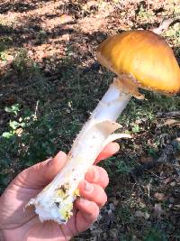 Amanita phalloides image