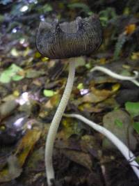 Coprinopsis lagopus image