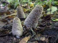 Coprinopsis lagopus image