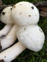 Hygrophorus eburneus image