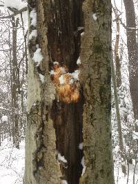 Hericium americanum image