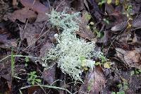 Usnea intermedia image