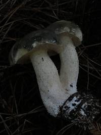 Suillus pungens image