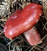 Russula sanguinaria image