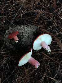 Russula sanguinaria image