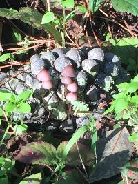 Mycena purpureofusca image