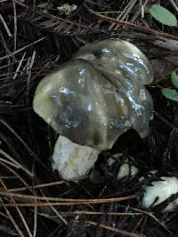 Suillus pungens image