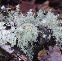 Usnea intermedia image