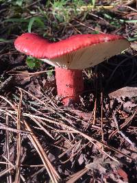 Russula sanguinaria image