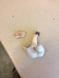 Clitocybe fragrans image