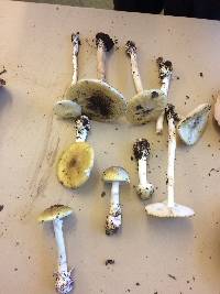 Amanita phalloides image