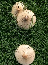 Chlorophyllum molybdites image