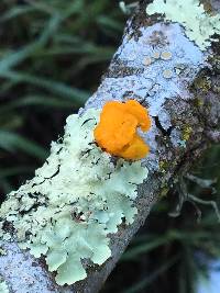 Tremella mesenterica image