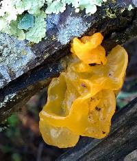 Tremella mesenterica image