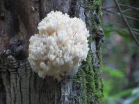 Hericium coralloides image