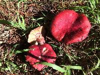 Russula sanguinaria image