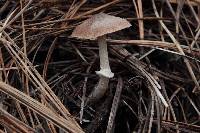 Psathyrella longistriata image