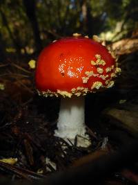 Amanita muscaria image