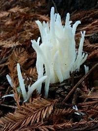 Clavaria fragilis image