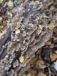 Trametes versicolor image