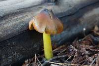 Hygrocybe singeri image