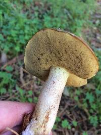 Suillus pungens image