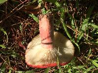 Russula sanguinaria image