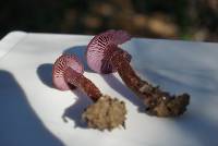 Laccaria amethysteo-occidentalis image