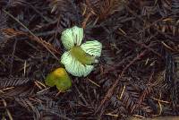 Hygrocybe virescens image