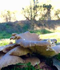 Pleurotus ostreatus image