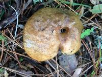 Suillus pungens image