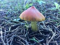 Hygrocybe singeri image