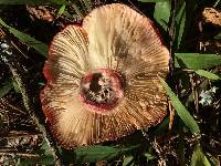 Russula sanguinaria image