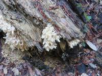 Hericium coralloides image