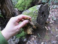 Omphalotus olivascens image