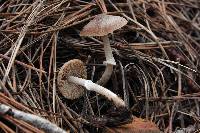 Psathyrella longistriata image