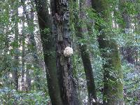 Hericium coralloides image