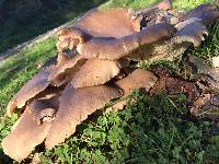 Pleurotus ostreatus image