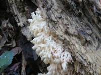 Hericium coralloides image