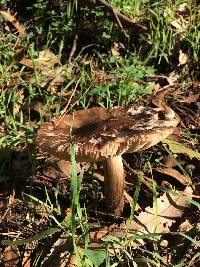 Volvariella gloiocephala image