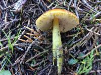 Hygrocybe singeri image