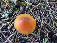 Hygrocybe singeri image