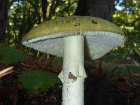 Amanita phalloides image