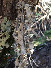 Ramalina leptocarpha image