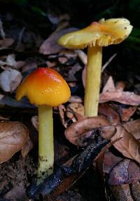 Hygrocybe acutoconica image