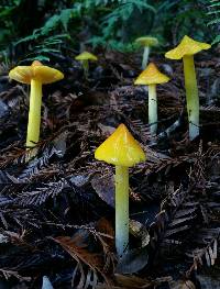 Hygrocybe acutoconica image