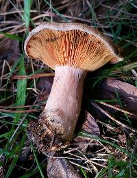 Lactarius deliciosus image