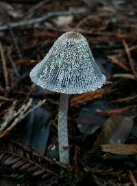 Coprinopsis lagopus image