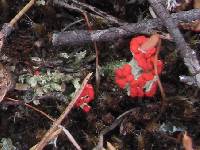 Cladonia cristatella image