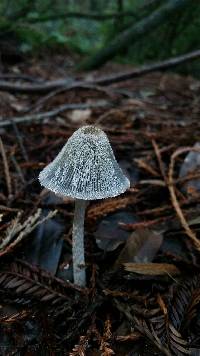 Coprinopsis lagopus image